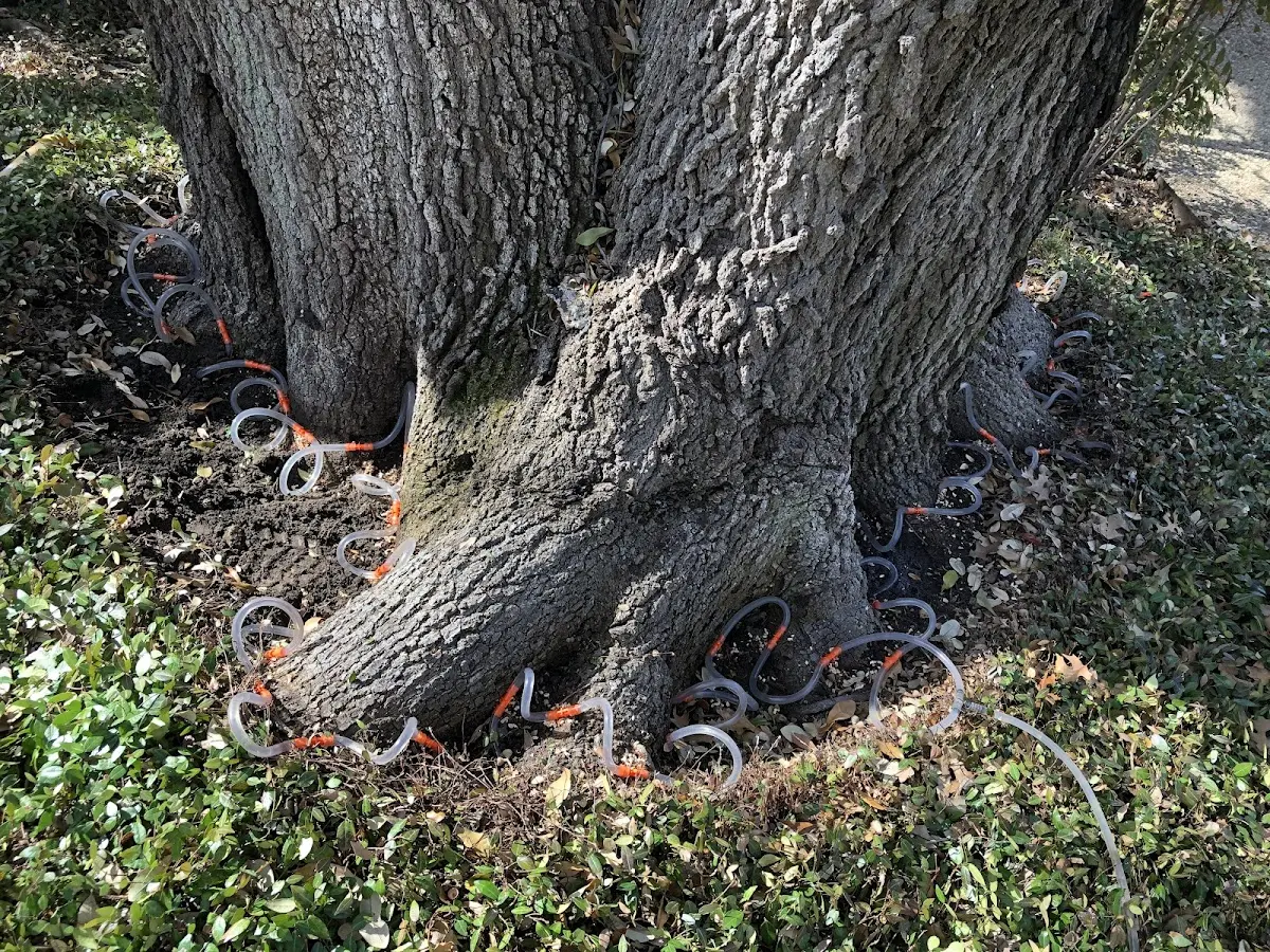 Detailed Shrub and Hedge Trimming job site in Buda