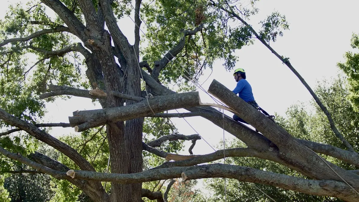 Professional Hazardous Tree Removal performed by certified arborists in Buda