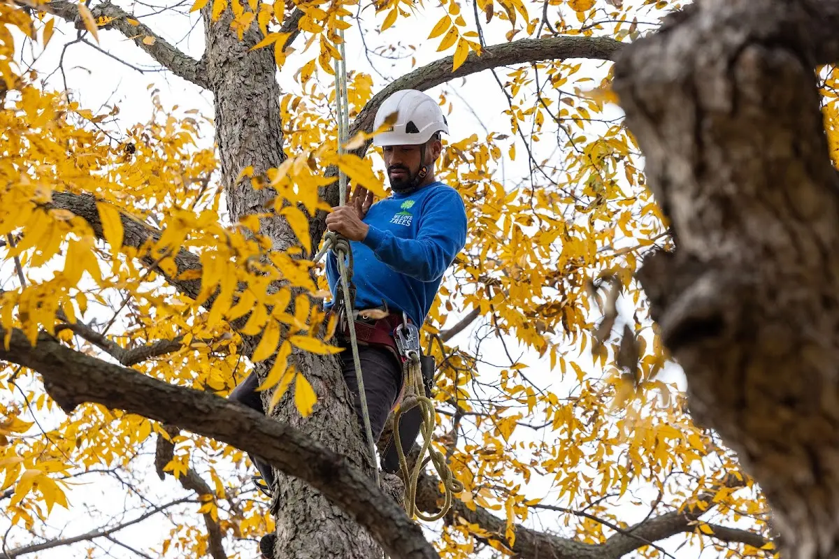 Skilled Tree Planing crew working in Buda